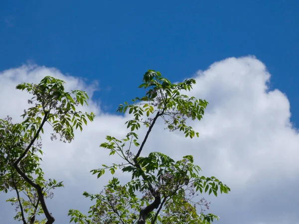 Leaves Branches Tree Background Clouds Blue Sky Spring — Stock Photo, Image