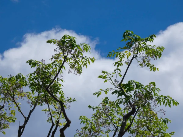 Hojas Ramas Árbol Con Fondo Nubes Cielo Azul Primavera — Foto de Stock