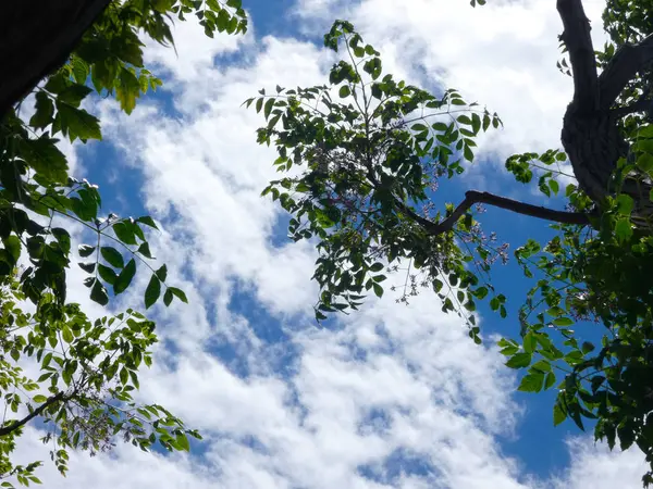 Listí Větve Stromu Pozadí Mraků Modré Nebe Jaře — Stock fotografie