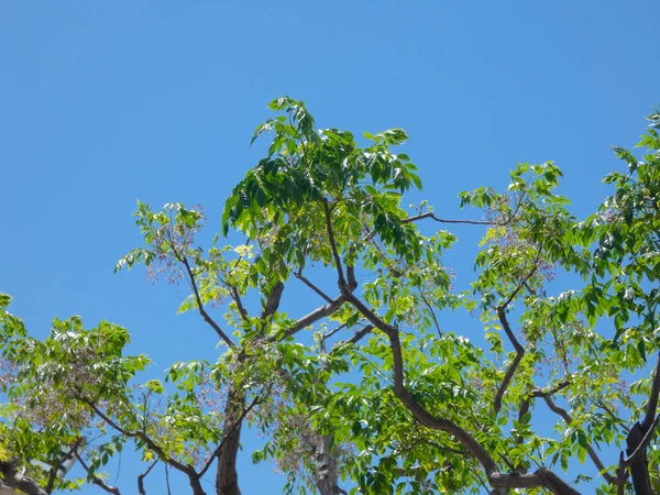 Ramas Hojas Árbol Con Fondo Cielo Azul Nubes — Foto de Stock
