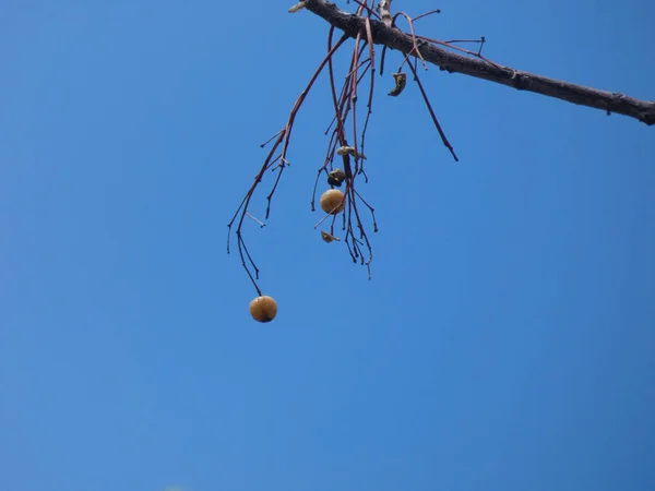 Κλαδιά Και Φύλλα Ενός Δέντρου Μπλε Ουρανό Φόντο Και Σύννεφα — Φωτογραφία Αρχείου