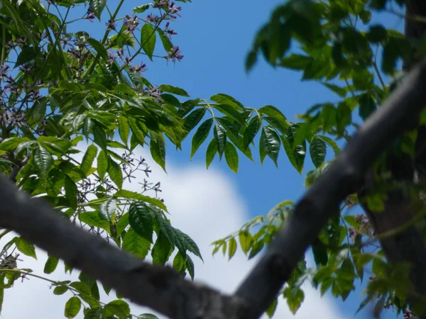 Ramos Folhas Uma Árvore Com Fundo Azul Céu Nuvens — Fotografia de Stock