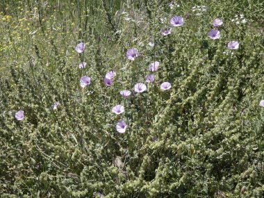 İlkbaharda güzel yabani çiçekler, yol kenarında manzarası