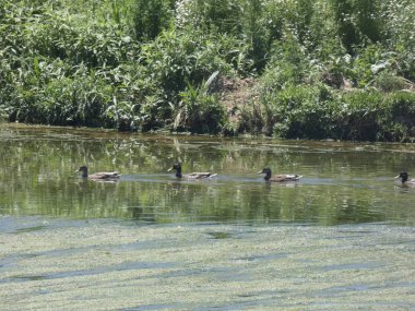 ördek ailesi, nehirde yüzme ve yırtıcılardan sığınmak isteyen.