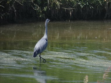 nehirde kuş, onu yakalamak için geçmek için bir balık bekliyor