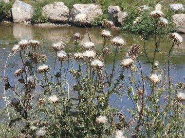İlkbaharda yabani devedikenleri, tohumları hava tarafından havalandırılarak toprağı filizlendirmek üzere..