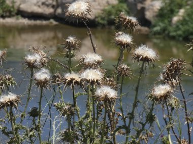İlkbaharda yabani devedikenleri, tohumları hava tarafından havalandırılarak toprağı filizlendirmek üzere..