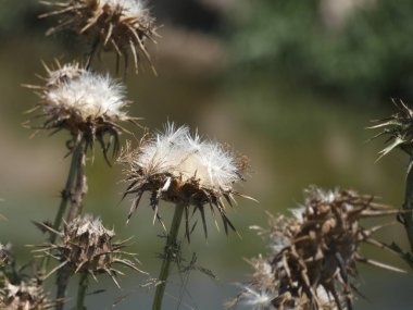 İlkbaharda yabani devedikenleri, tohumları hava tarafından havalandırılarak toprağı filizlendirmek üzere..