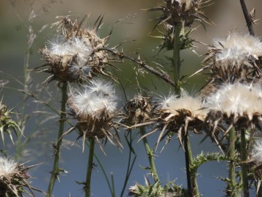 İlkbaharda yabani devedikenleri, tohumları hava tarafından havalandırılarak toprağı filizlendirmek üzere..