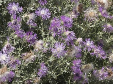 thistle flowers in the middle of spring, prepared to scatter the seeds either by wind or by animal contact clipart