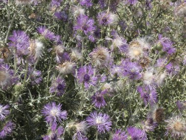 baharın ortasında devedikeni çiçekleri, ya rüzgar ya da hayvan temas ile tohumları dağıtmak için hazır