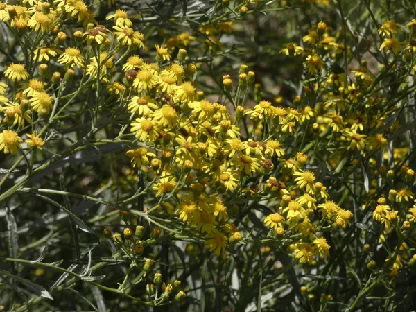 Yellow Wild Plants Which Harvested June Dried Infused Curative According — 스톡 사진