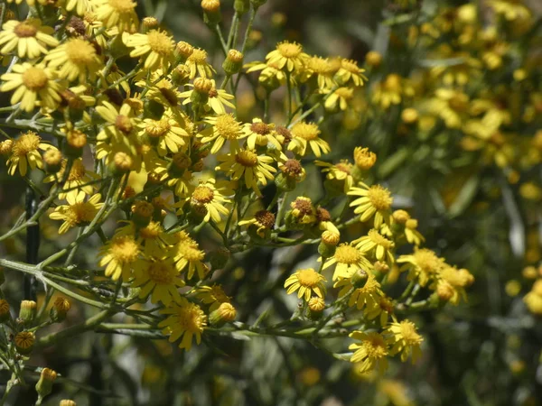 Yellow Wild Plants Which Harvested June Dried Infused Curative According — 스톡 사진