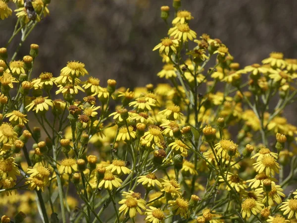 Piante Selvatiche Gialle Raccolte Giugno Vengono Essiccate Infuse Sono Curativi — Foto Stock