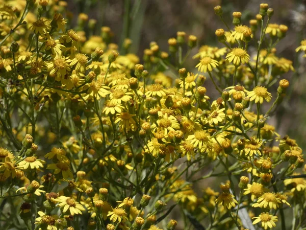 Las Plantas Silvestres Amarillas Que Cosechan Junio Secan Infunden Son — Foto de Stock