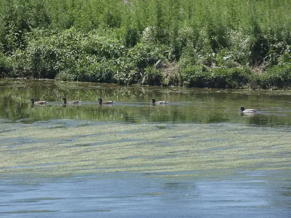 Família Patos Nadando Rio Buscando Refúgio Predadores — Fotografia de Stock