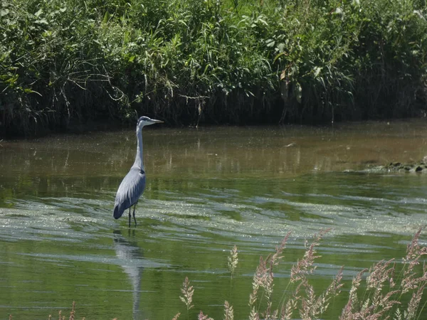 Oiseau Dans Rivière Attendant Poisson Passe Pour Attraper — Photo