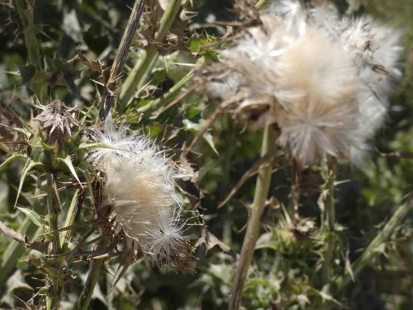 Mogen Tistel Blomma Att Utvisa Frön Vinden — Stockfoto