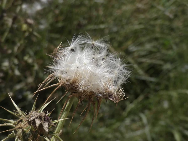 風によって種を追い出す熟したアザミの花 — ストック写真