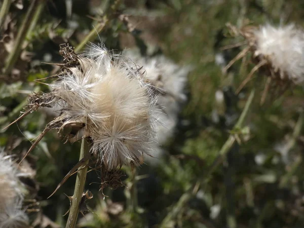 Reife Distelblume Begriff Samen Durch Den Wind Vertreiben — Stockfoto