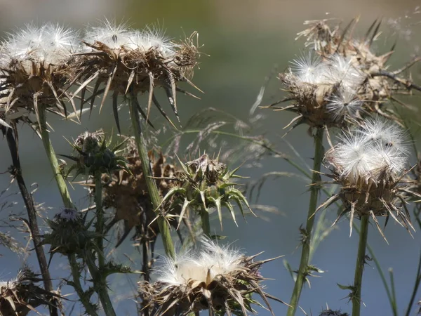 Wild thistles in spring, with their seeds about to be ventilated by the air to germinate the earth.