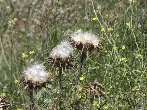 Thistle Bloemen Het Midden Van Lente Bereid Zaden Strooien Hetzij — Stockfoto