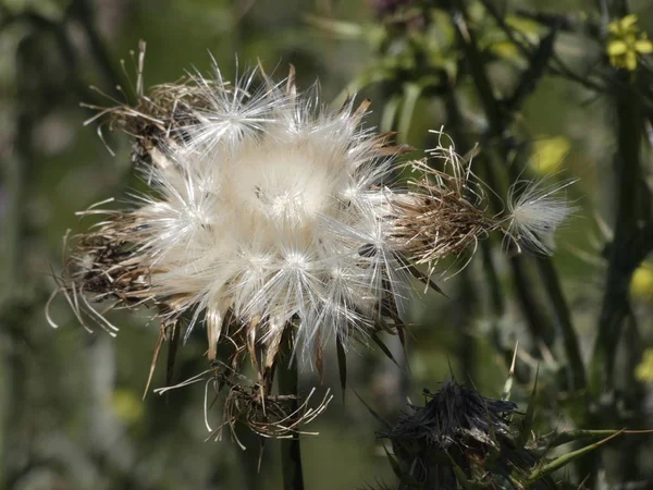 Tistel Blommor Mitten Våren Beredd Att Skingra Fröna Antingen Med — Stockfoto