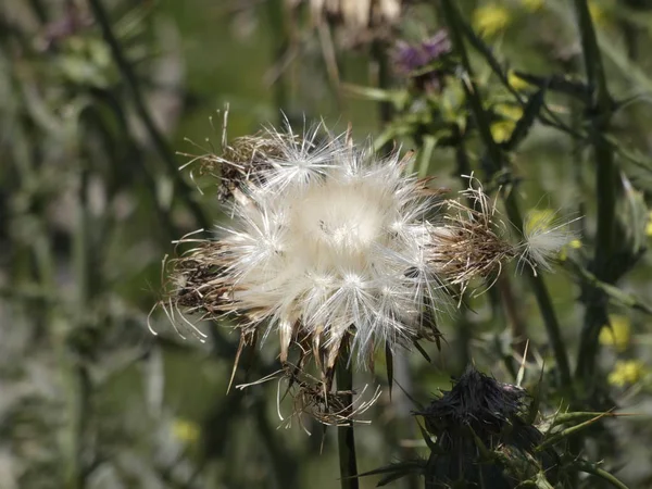 Distelblüten Mitten Frühling Bereit Die Samen Entweder Durch Wind Oder — Stockfoto