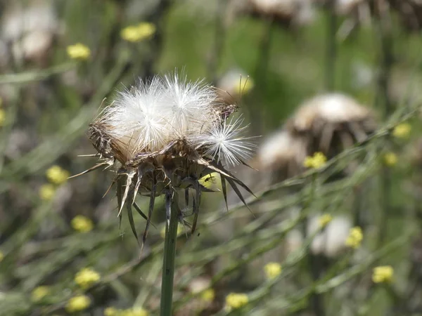 Thistle Bloemen Het Midden Van Lente Bereid Zaden Strooien Hetzij — Stockfoto