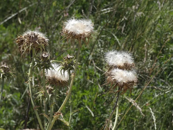 Tistel Blommor Mitten Våren Beredd Att Skingra Fröna Antingen Med — Stockfoto