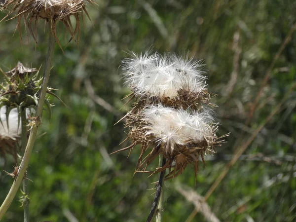 Distelblüten Mitten Frühling Bereit Die Samen Entweder Durch Wind Oder — Stockfoto