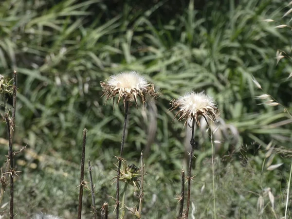Thistle Bloemen Het Midden Van Lente Bereid Zaden Strooien Hetzij — Stockfoto