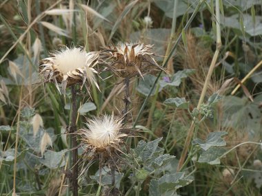 ilkbaharda bitki ve yabani çiçekler, bazı yenilebilir veya infüzyon alınabilir.