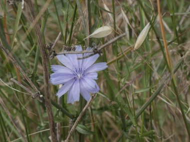 ilkbaharda güzel küçük orman çiçeği çim ile çevrili, yolun kenarında bulundu