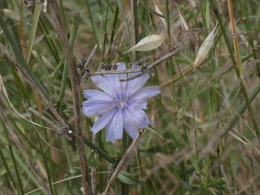 ilkbaharda güzel küçük orman çiçeği çim ile çevrili, yolun kenarında bulundu