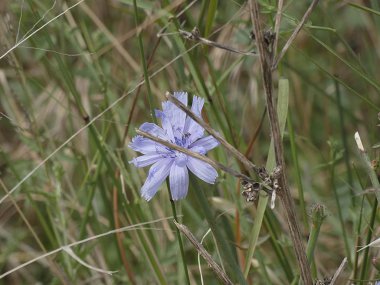 ilkbaharda güzel küçük orman çiçeği çim ile çevrili, yolun kenarında bulundu