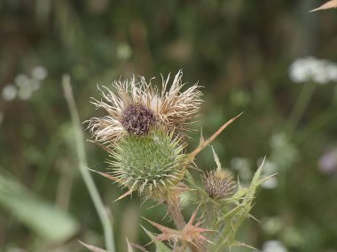 ilkbaharda bitki ve yabani çiçekler, bazı yenilebilir veya infüzyon alınabilir.