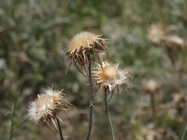 ilkbaharda bitki ve yabani çiçekler, bazı yenilebilir veya infüzyon alınabilir.