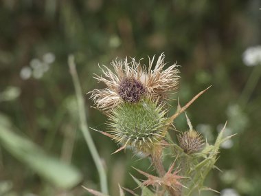 ilkbaharda bitki ve yabani çiçekler, bazı yenilebilir veya infüzyon alınabilir.
