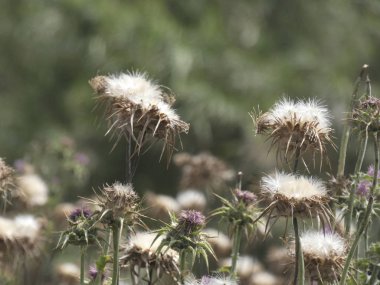 ilkbaharda bitki ve yabani çiçekler, bazı yenilebilir veya infüzyon alınabilir.