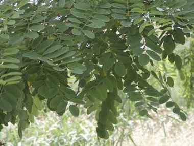 ilkbaharda ağacın güzel yoğun yeşil yaprakları