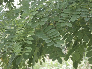 ilkbaharda ağacın güzel yoğun yeşil yaprakları
