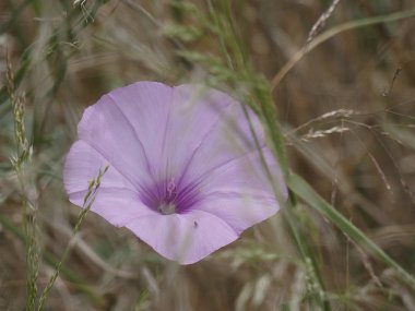 İlkbaharda yolların kenarlarında bir çan şeklinde yabani çiçekler.