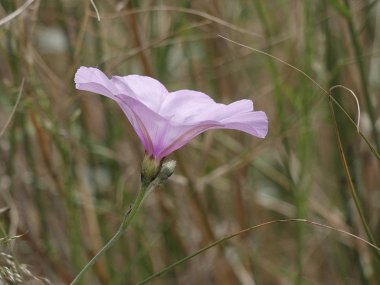 İlkbaharda yolların kenarlarında bir çan şeklinde yabani çiçekler.