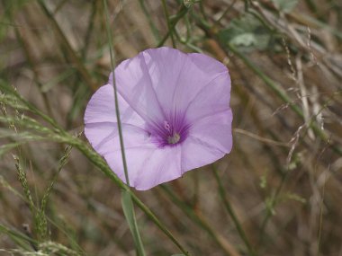 İlkbaharda yolların kenarlarında bir çan şeklinde yabani çiçekler.