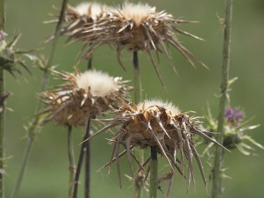 ilkbaharda bitki ve yabani çiçekler, bazı yenilebilir veya infüzyon alınabilir.