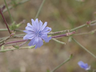 İlkbaharda yolların kenarlarında olan kır çiçekleri