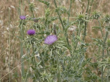 ilkbaharda bitki ve yabani çiçekler, bazı yenilebilir veya infüzyon alınabilir.