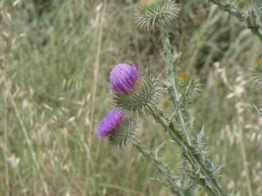 ilkbaharda bitki ve yabani çiçekler, bazı yenilebilir veya infüzyon alınabilir.