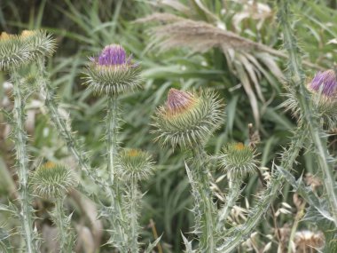 ilkbaharda bitki ve yabani çiçekler, bazı yenilebilir veya infüzyon alınabilir.
